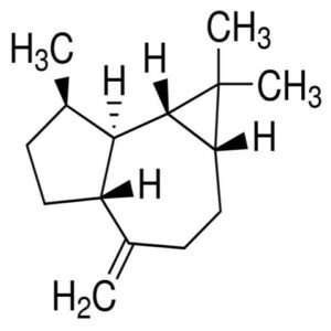 Aromadendreno ecológico